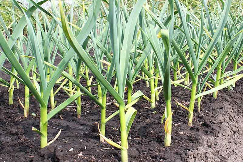 garlic plants