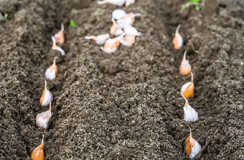 growing garlic in missouri