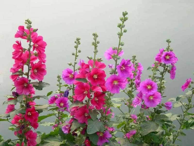 growing hollyhocks in florida