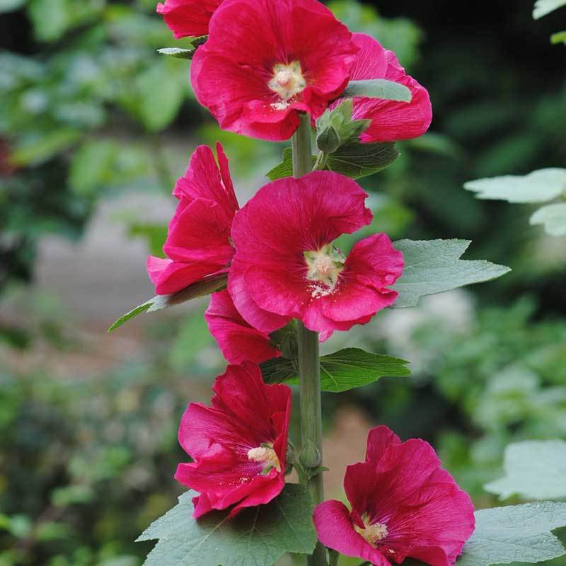 hollyhocks in florida