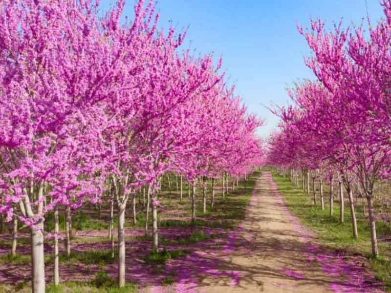 redbud trees